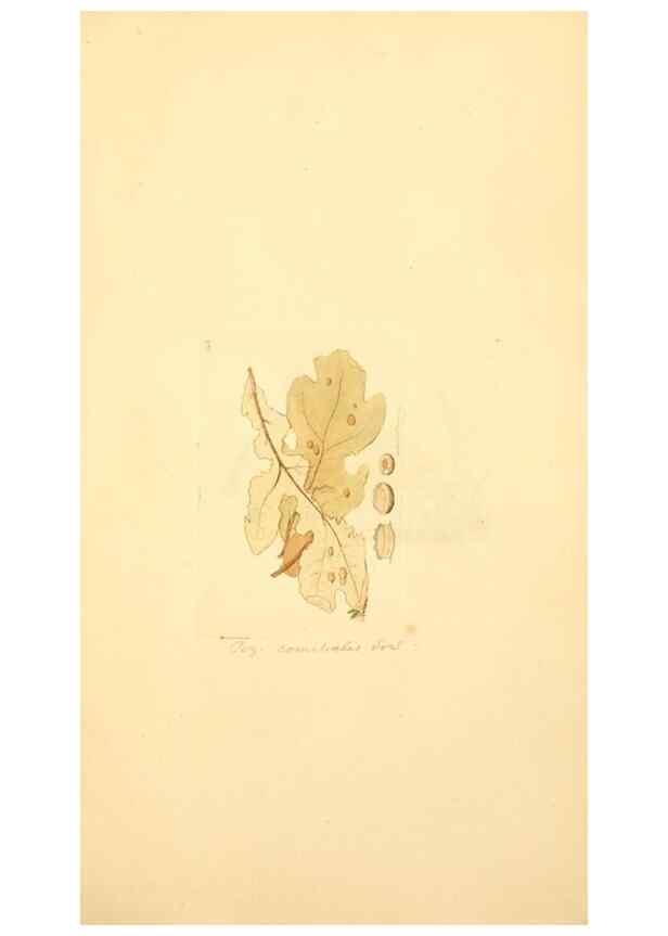Reproducción/Reproduction 8230452982: Coloured figures of English fungi or mushrooms.. London,Printed by J. Davis,1797-[1809]