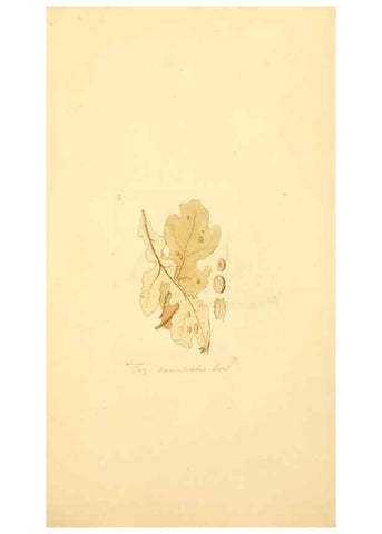 Reproducción/Reproduction 8230452982: Coloured figures of English fungi or mushrooms.. London,Printed by J. Davis,1797-[1809]