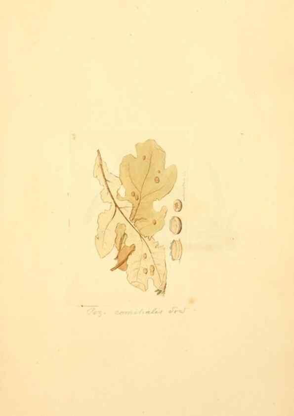 Reproducción/Reproduction 8230452982: Coloured figures of English fungi or mushrooms.. London,Printed by J. Davis,1797-[1809]