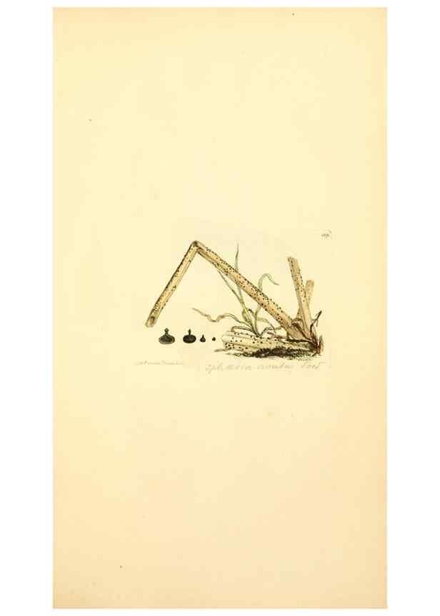 Reproducción/Reproduction 8229388123: Coloured figures of English fungi or mushrooms.. London,Printed by J. Davis,1797-[1809]