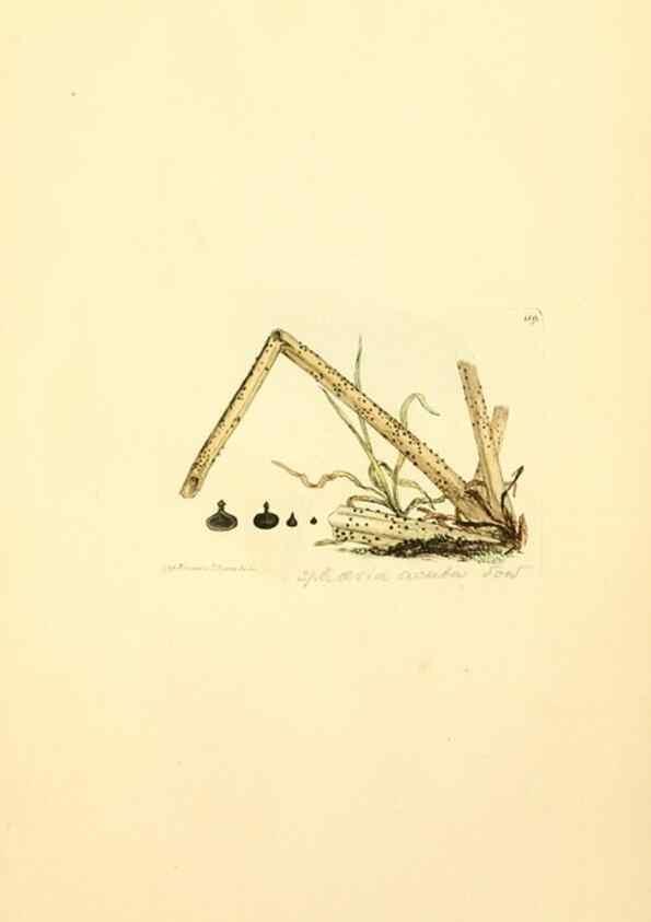 Reproducción/Reproduction 8229388123: Coloured figures of English fungi or mushrooms.. London,Printed by J. Davis,1797-[1809]