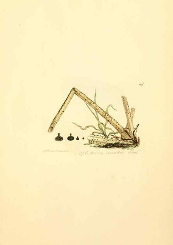 Reproducción/Reproduction 8229388123: Coloured figures of English fungi or mushrooms.. London,Printed by J. Davis,1797-[1809]