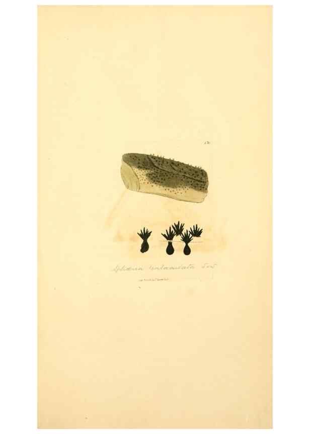 Reproducción/Reproduction 8229388771: Coloured figures of English fungi or mushrooms.. London,Printed by J. Davis,1797-[1809]