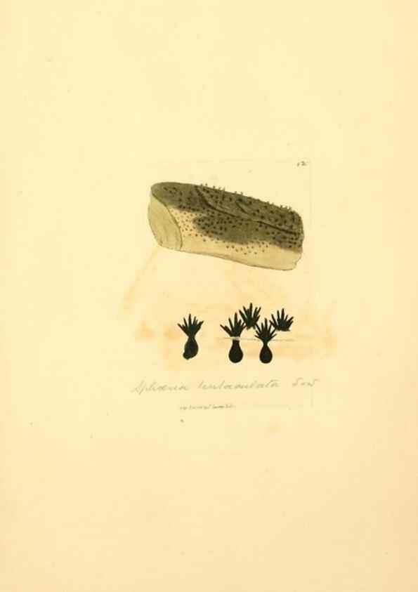 Reproducción/Reproduction 8229388771: Coloured figures of English fungi or mushrooms.. London,Printed by J. Davis,1797-[1809]