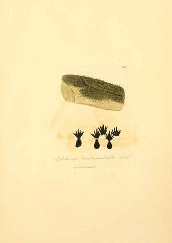 Reproducción/Reproduction 8229388771: Coloured figures of English fungi or mushrooms.. London,Printed by J. Davis,1797-[1809]