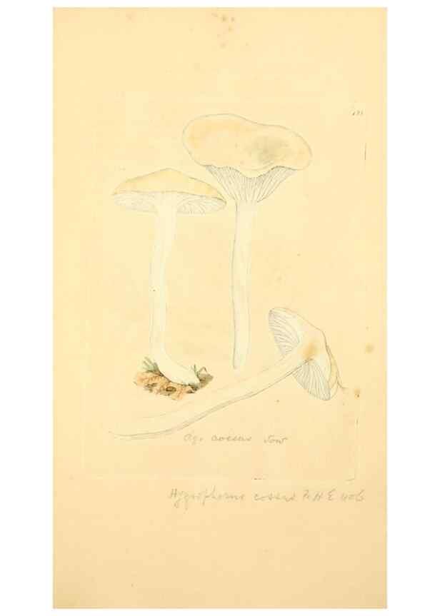 Reproducción/Reproduction 8230454470: Coloured figures of English fungi or mushrooms.. London,Printed by J. Davis,1797-[1809]