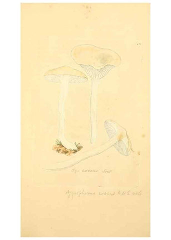 Reproducción/Reproduction 8230454470: Coloured figures of English fungi or mushrooms.. London,Printed by J. Davis,1797-[1809]