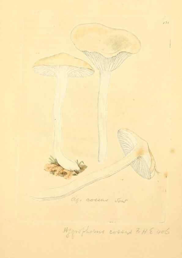 Reproducción/Reproduction 8230454470: Coloured figures of English fungi or mushrooms.. London,Printed by J. Davis,1797-[1809]