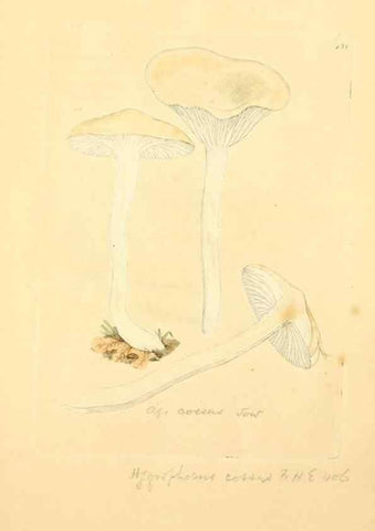 Reproducción/Reproduction 8230454470: Coloured figures of English fungi or mushrooms.. London,Printed by J. Davis,1797-[1809]