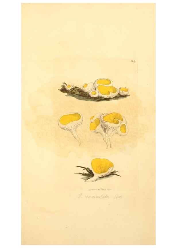 Reproducción/Reproduction 8230451090: Coloured figures of English fungi or mushrooms.. London,Printed by J. Davis,1797-[1809]