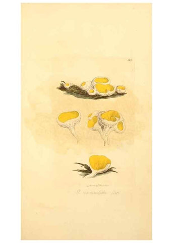 Reproducción/Reproduction 8230451090: Coloured figures of English fungi or mushrooms.. London,Printed by J. Davis,1797-[1809]