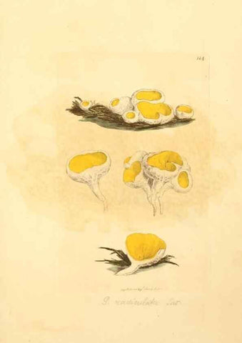 Reproducción/Reproduction 8230451090: Coloured figures of English fungi or mushrooms.. London,Printed by J. Davis,1797-[1809]