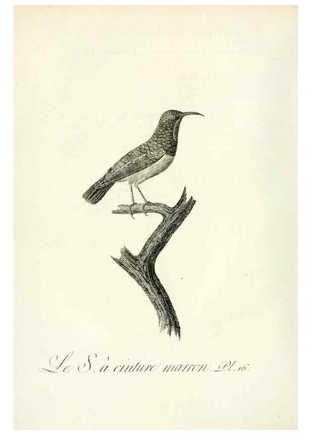 Reproducción/Reproduction 8220330223: Histoire naturelle et générale des grimpereaux et des oiseaux de paradis /. Paris :Desray ,an XI = 1802.