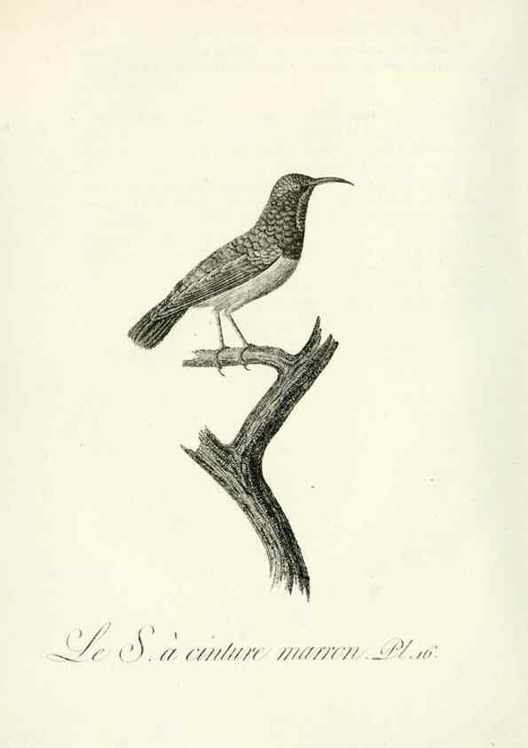 Reproducción/Reproduction 8220330223: Histoire naturelle et générale des grimpereaux et des oiseaux de paradis /. Paris :Desray ,an XI = 1802.