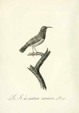 Reproducción/Reproduction 8220330223: Histoire naturelle et générale des grimpereaux et des oiseaux de paradis /. Paris :Desray ,an XI = 1802.