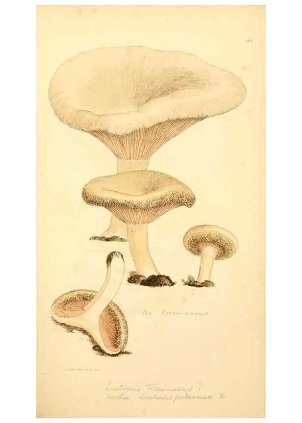 Reproducción/Reproduction 8229380067: Coloured figures of English fungi or mushrooms.. London,Printed by J. Davis,1797-[1809]