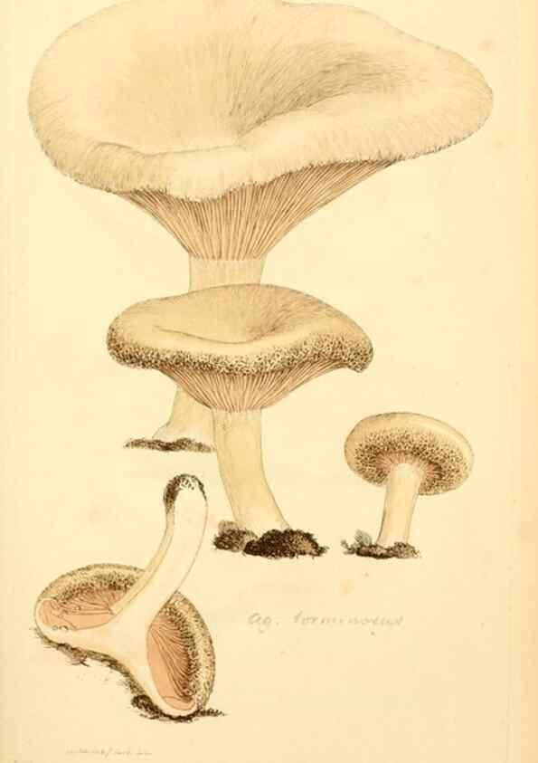 Reproducción/Reproduction 8229380067: Coloured figures of English fungi or mushrooms.. London,Printed by J. Davis,1797-[1809]
