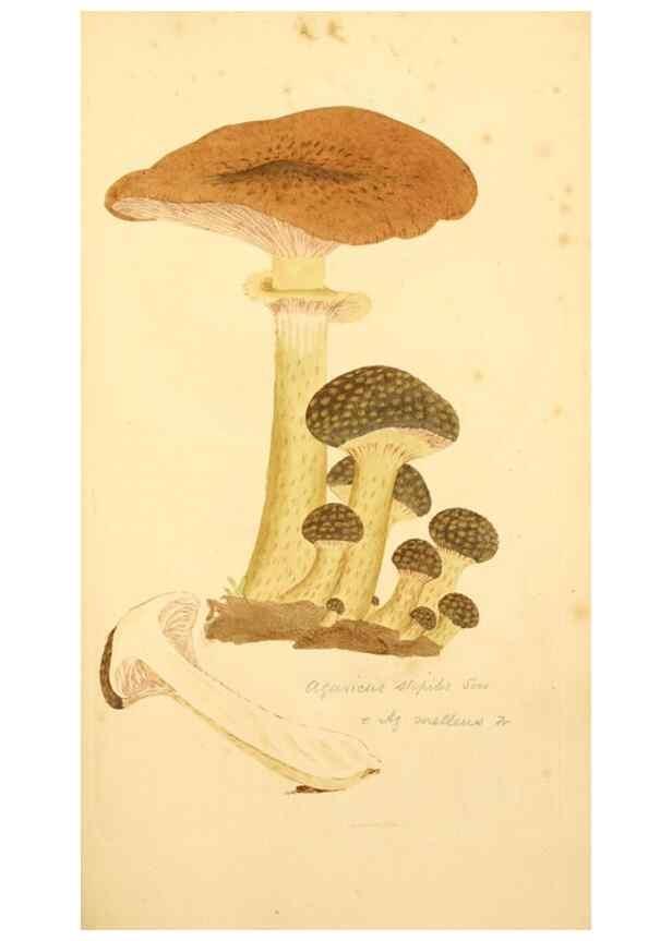 Reproducción/Reproduction 8230444202: Coloured figures of English fungi or mushrooms.. London,Printed by J. Davis,1797-[1809]