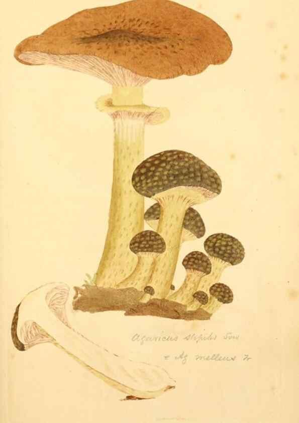 Reproducción/Reproduction 8230444202: Coloured figures of English fungi or mushrooms.. London,Printed by J. Davis,1797-[1809]