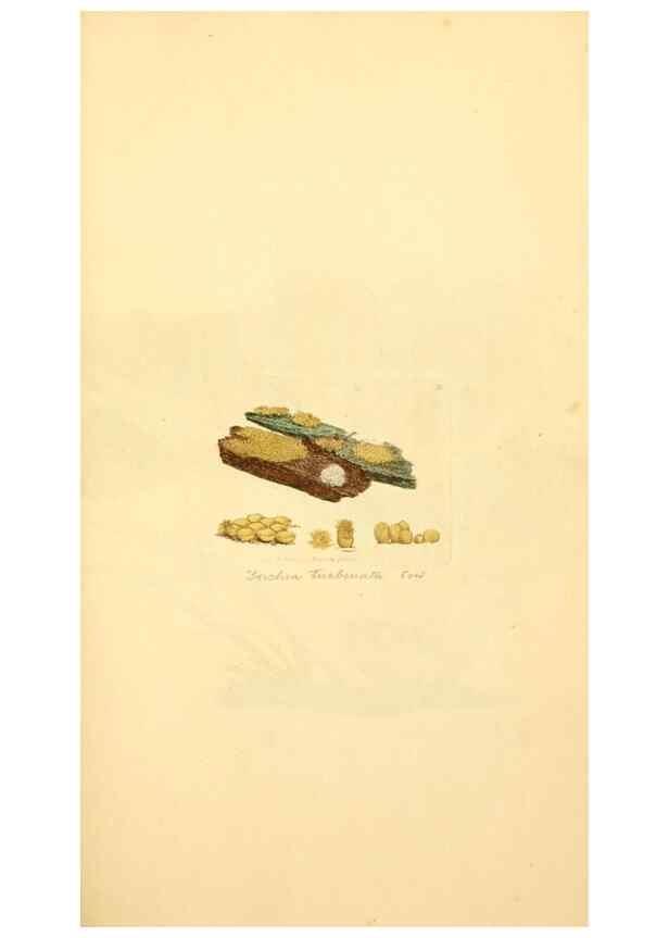 Reproducción/Reproduction 8229371957: Coloured figures of English fungi or mushrooms.. London,Printed by J. Davis,1797-[1809]
