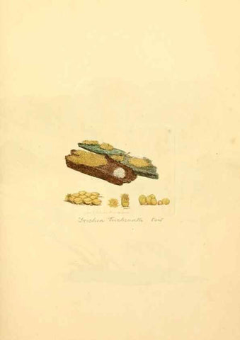 Reproducción/Reproduction 8229371957: Coloured figures of English fungi or mushrooms.. London,Printed by J. Davis,1797-[1809]