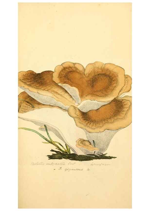 Reproducción/Reproduction 8230437550: Coloured figures of English fungi or mushrooms.. London,Printed by J. Davis,1797-[1809]