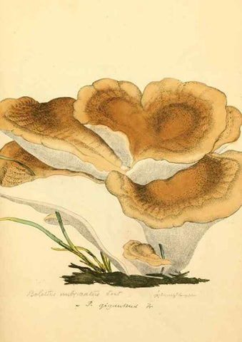 Reproducción/Reproduction 8230437550: Coloured figures of English fungi or mushrooms.. London,Printed by J. Davis,1797-[1809]
