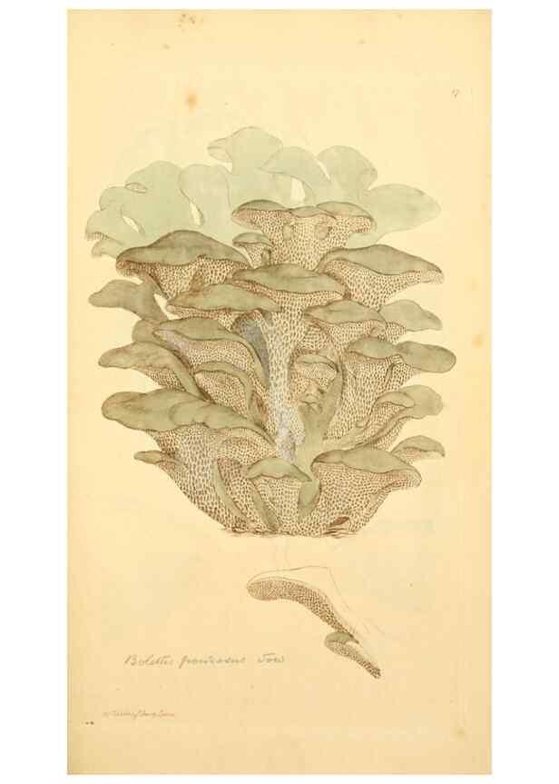 Reproducción/Reproduction 8229372937: Coloured figures of English fungi or mushrooms.. London,Printed by J. Davis,1797-[1809]