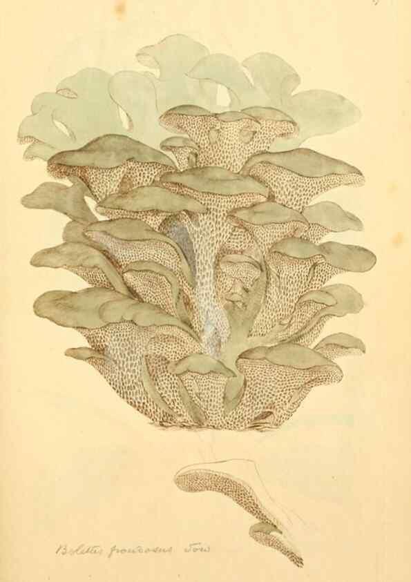 Reproducción/Reproduction 8229372937: Coloured figures of English fungi or mushrooms.. London,Printed by J. Davis,1797-[1809]