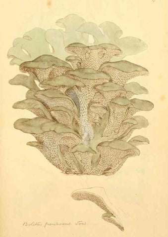 Reproducción/Reproduction 8229372937: Coloured figures of English fungi or mushrooms.. London,Printed by J. Davis,1797-[1809]
