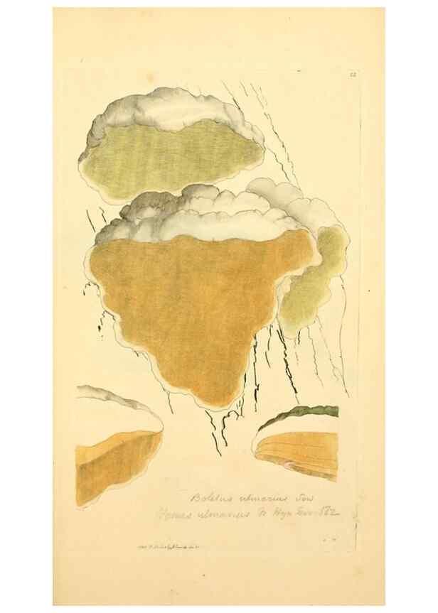 Reproducción/Reproduction 8229373367: Coloured figures of English fungi or mushrooms.. London,Printed by J. Davis,1797-[1809]