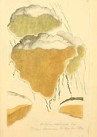 Reproducción/Reproduction 8229373367: Coloured figures of English fungi or mushrooms.. London,Printed by J. Davis,1797-[1809]