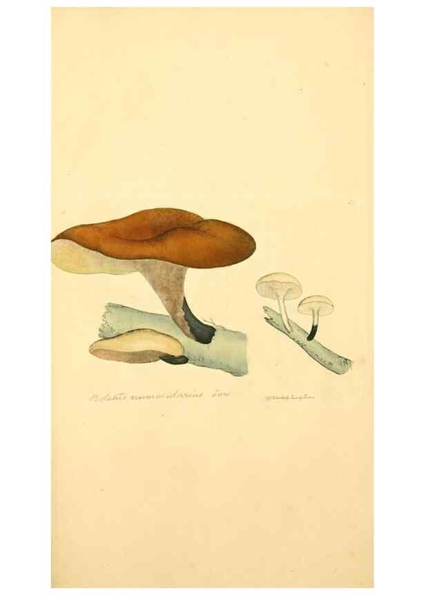 Reproducción/Reproduction 8229373737: Coloured figures of English fungi or mushrooms.. London,Printed by J. Davis,1797-[1809]