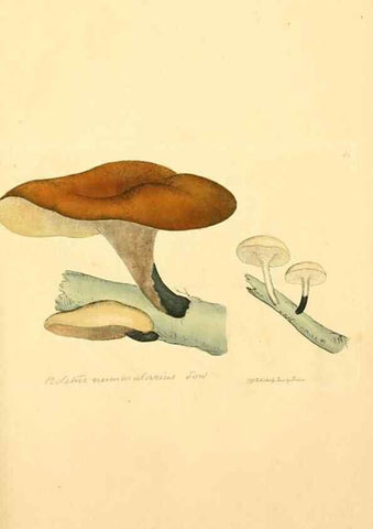 Reproducción/Reproduction 8229373737: Coloured figures of English fungi or mushrooms.. London,Printed by J. Davis,1797-[1809]