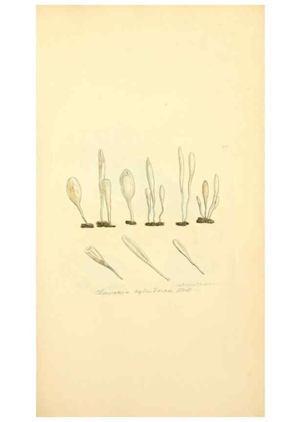 Reproducción/Reproduction 8229374377: Coloured figures of English fungi or mushrooms.. London,Printed by J. Davis,1797-[1809]