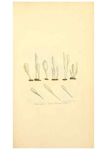Reproducción/Reproduction 8229374377: Coloured figures of English fungi or mushrooms.. London,Printed by J. Davis,1797-[1809]