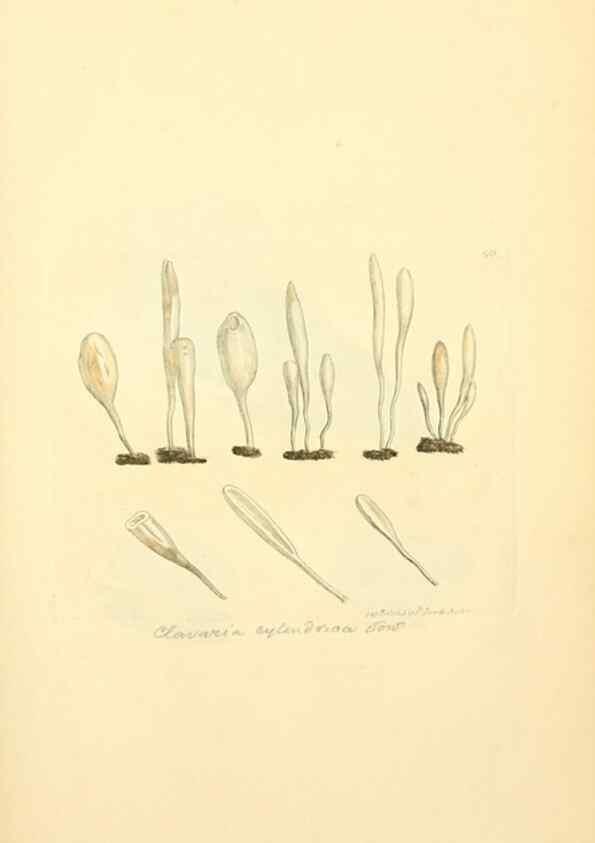 Reproducción/Reproduction 8229374377: Coloured figures of English fungi or mushrooms.. London,Printed by J. Davis,1797-[1809]
