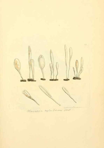 Reproducción/Reproduction 8229374377: Coloured figures of English fungi or mushrooms.. London,Printed by J. Davis,1797-[1809]