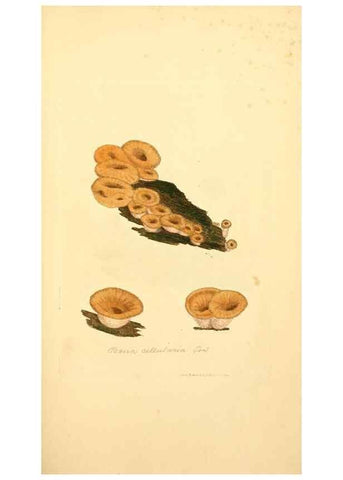 Reproducción/Reproduction 8230439836: Coloured figures of English fungi or mushrooms.. London,Printed by J. Davis,1797-[1809]