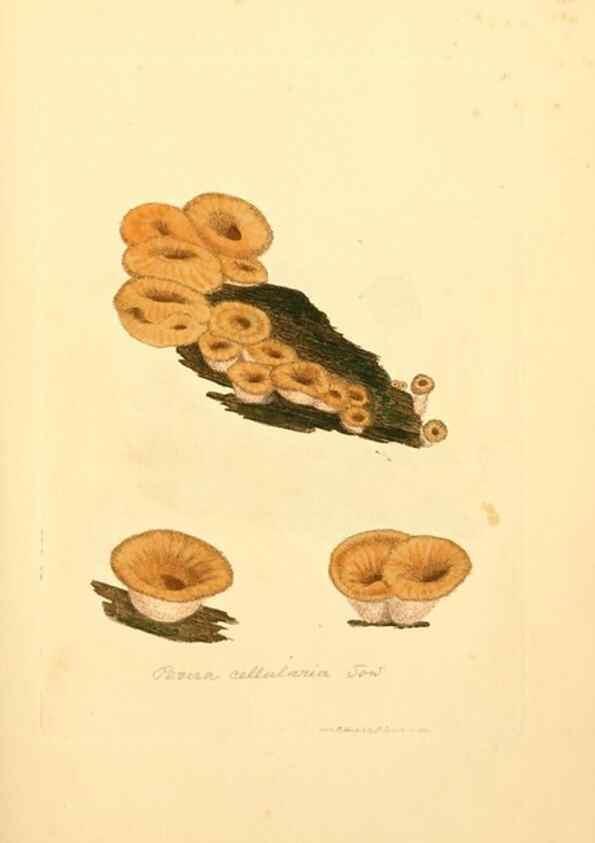 Reproducción/Reproduction 8230439836: Coloured figures of English fungi or mushrooms.. London,Printed by J. Davis,1797-[1809]