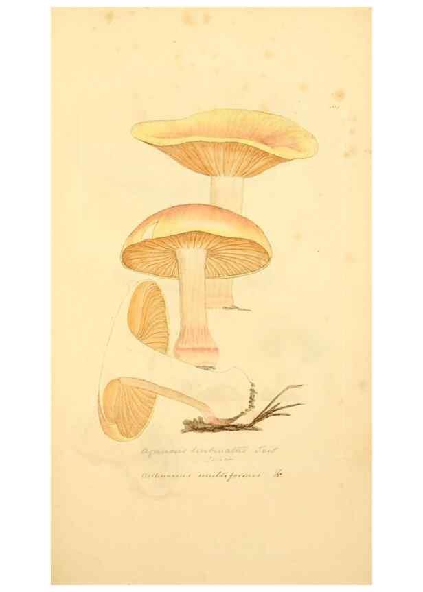 Reproducción/Reproduction 8229379473: Coloured figures of English fungi or mushrooms.. London,Printed by J. Davis,1797-[1809]
