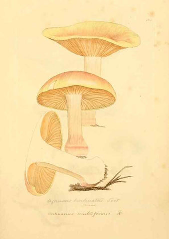 Reproducción/Reproduction 8229379473: Coloured figures of English fungi or mushrooms.. London,Printed by J. Davis,1797-[1809]