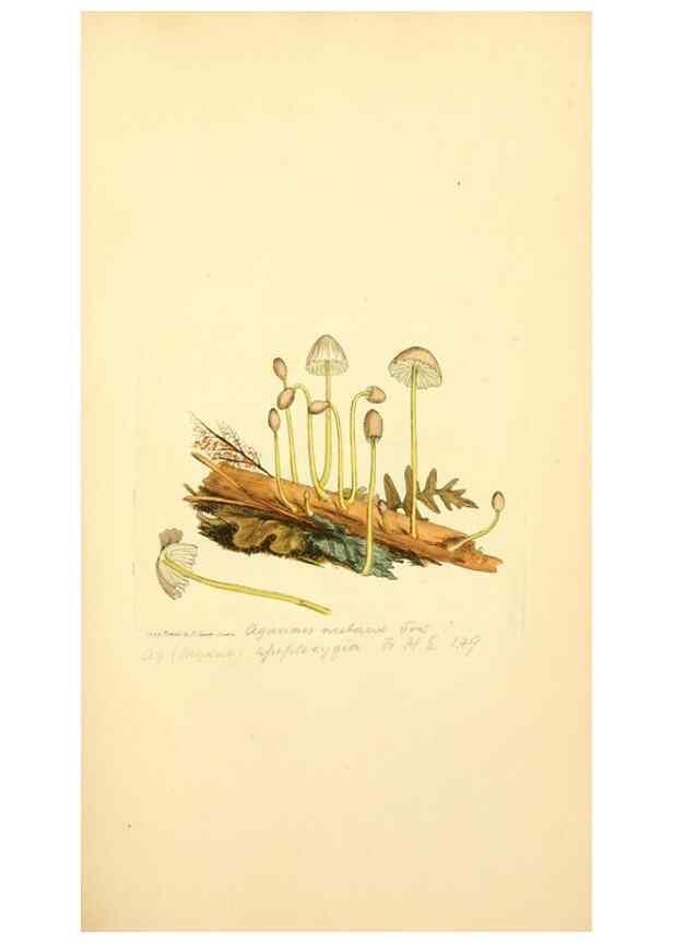 Reproducción/Reproduction 8229375217: Coloured figures of English fungi or mushrooms.. London,Printed by J. Davis,1797-[1809]