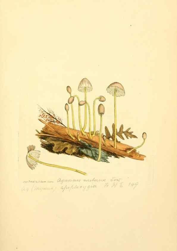 Reproducción/Reproduction 8229375217: Coloured figures of English fungi or mushrooms.. London,Printed by J. Davis,1797-[1809]