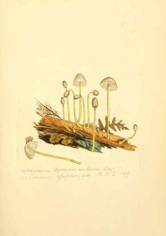 Reproducción/Reproduction 8229375217: Coloured figures of English fungi or mushrooms.. London,Printed by J. Davis,1797-[1809]