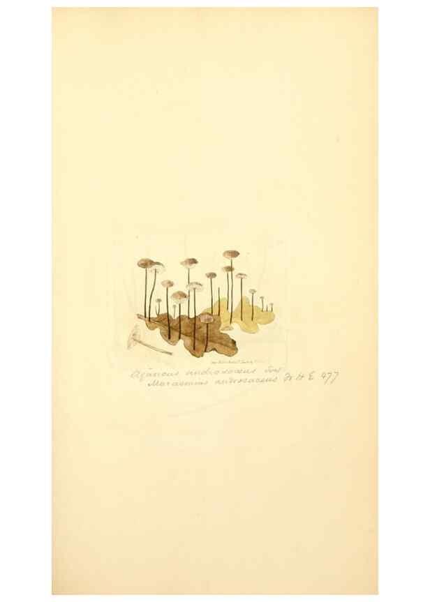 Reproducción/Reproduction 8229376037: Coloured figures of English fungi or mushrooms.. London,Printed by J. Davis,1797-[1809]