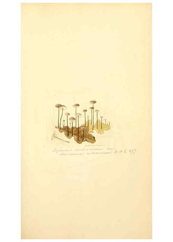 Reproducción/Reproduction 8229376037: Coloured figures of English fungi or mushrooms.. London,Printed by J. Davis,1797-[1809]