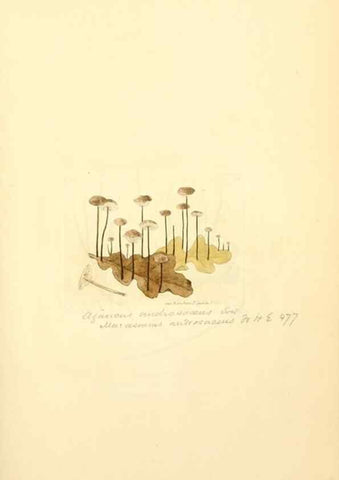 Reproducción/Reproduction 8229376037: Coloured figures of English fungi or mushrooms.. London,Printed by J. Davis,1797-[1809]
