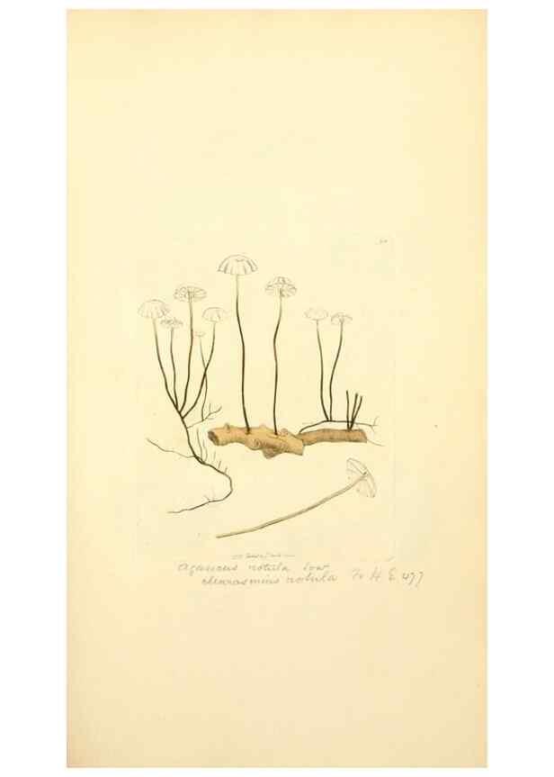 Reproducción/Reproduction 8230441488: Coloured figures of English fungi or mushrooms.. London,Printed by J. Davis,1797-[1809]