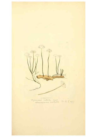 Reproducción/Reproduction 8230441488: Coloured figures of English fungi or mushrooms.. London,Printed by J. Davis,1797-[1809]